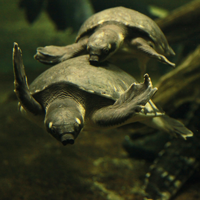 Papua-Weichschildkröte