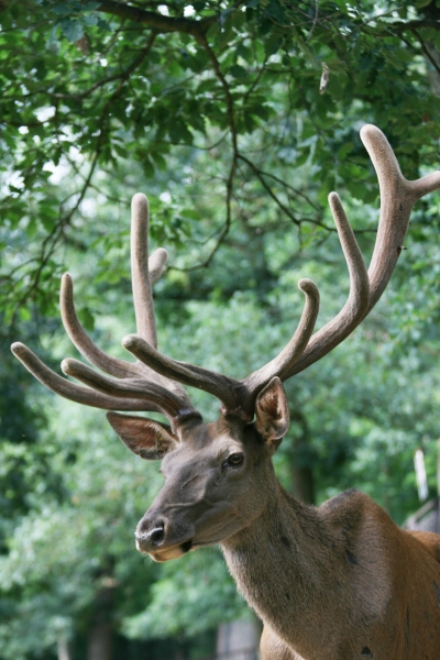 Altai-Maral