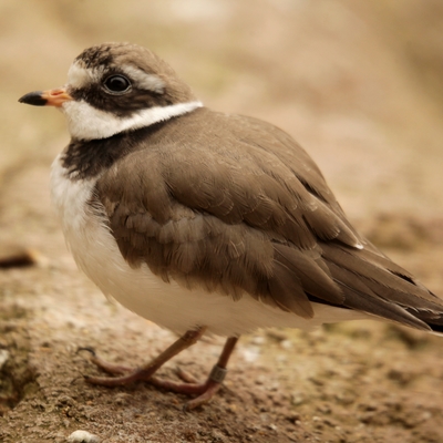 Common ringed plover