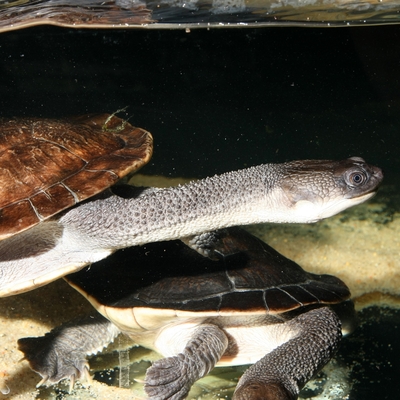 Chelodina mccordi