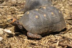 Red Footed Tortoise 