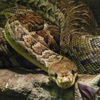 Cuban Boa