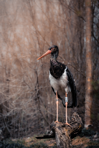 Black Stork