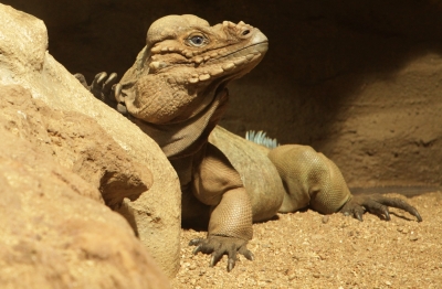 Rhinoceros Iguana