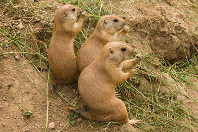 Black-tailed Prairie Dog  