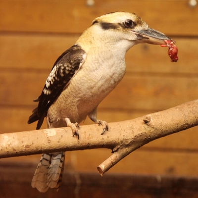 Laughing Kookaburra