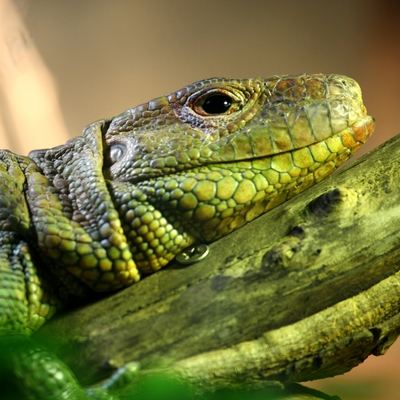 Caiman Lizard