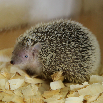 Lesser Hedgehog