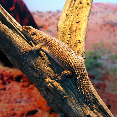 Dornschwanz-Stachelskink