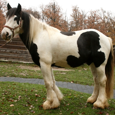 Kůň domácí - irský cob