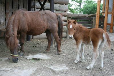 Kůň domácí - pony