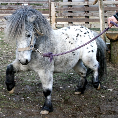 Mini Appaloosa