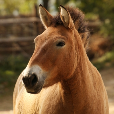 Przewalski´s Horse