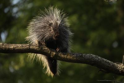 North American Porcupine