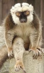 White-fronted Brown Lemur