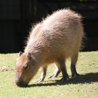 Capybara