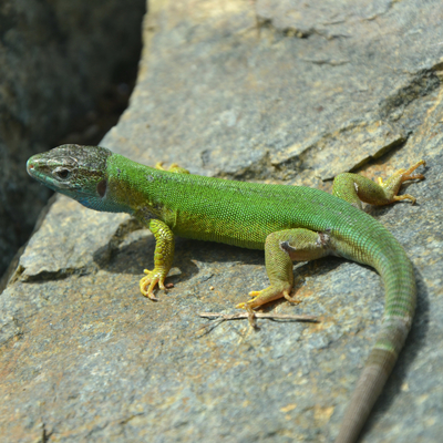 Green Lizard