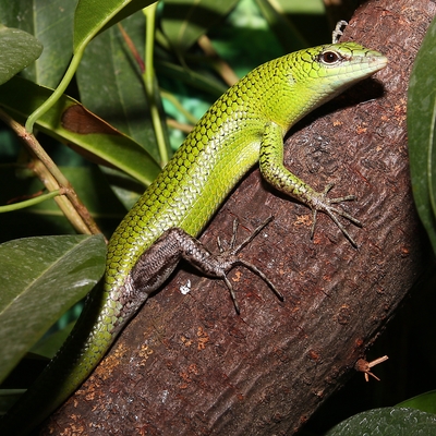 Emerald Tree Skink