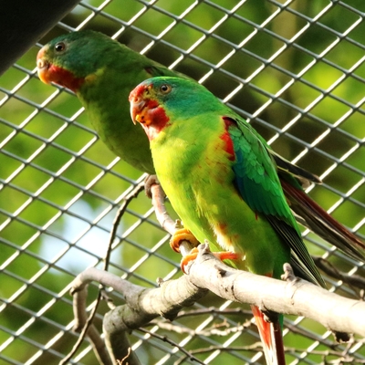 Swift Parrot