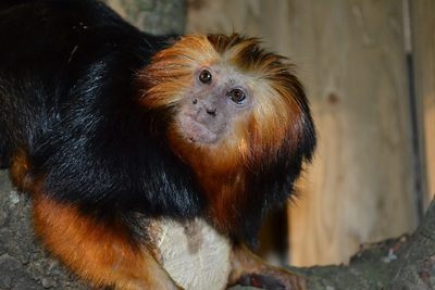 Golden-headed Lion Tamarin