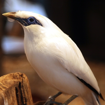 Bali Myna