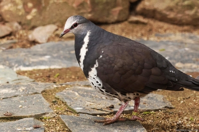 Wonga Pigeon