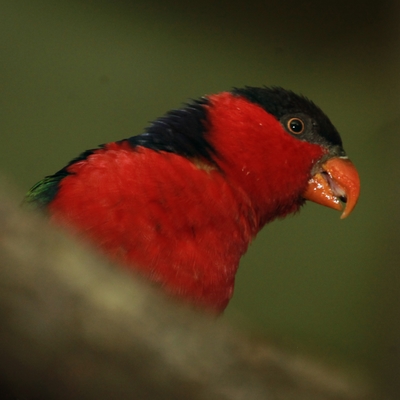 Black–capped Lory