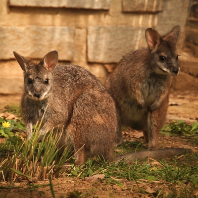 Parma kangaroo