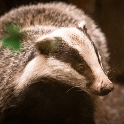 Eurasian Badger