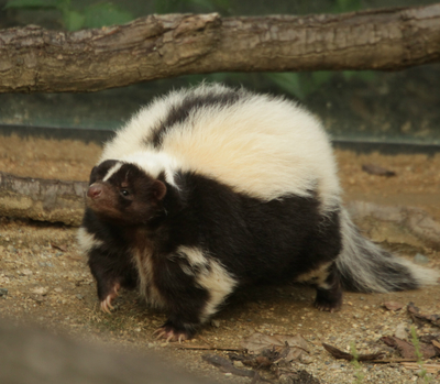 Skunk pruhovaný