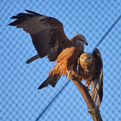 Black Kite