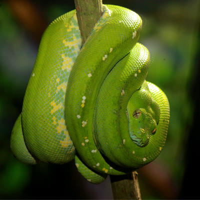 Green Tree Python