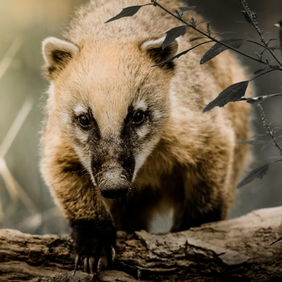 South American Coati