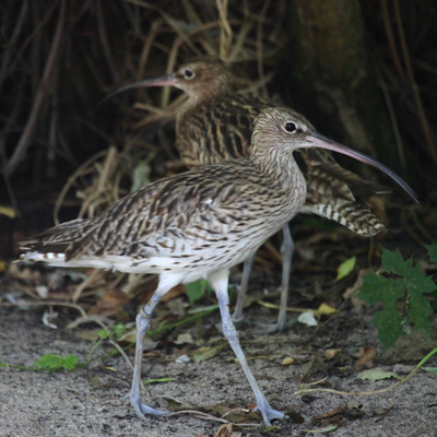 Eurasian Curlew