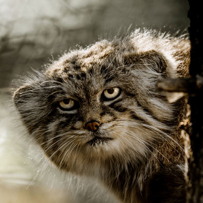 Pallas's cat