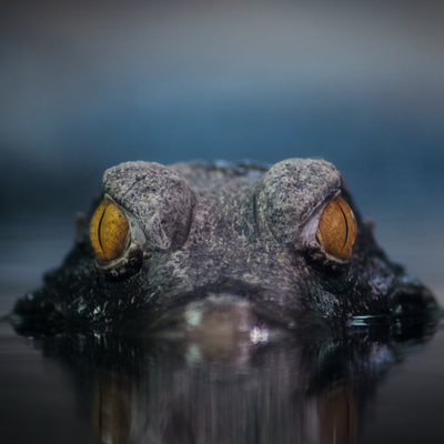 Cuvier´s Dwarf Caiman