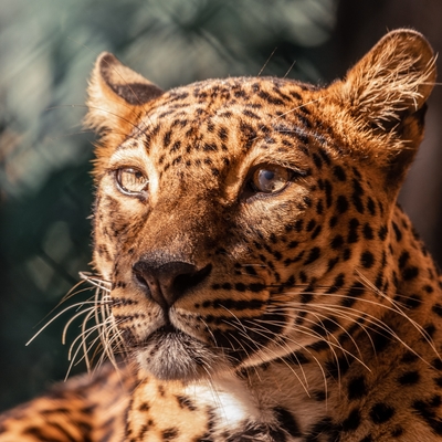 Sri Lankan leopard  