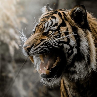 Sumatratiger