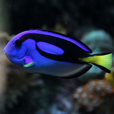 Pacific Blue Tang