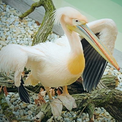 Great White Pelican