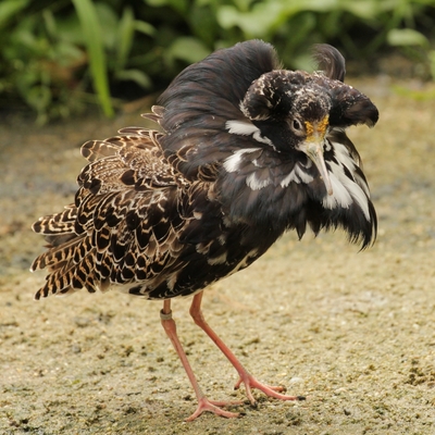 Kampfläufer