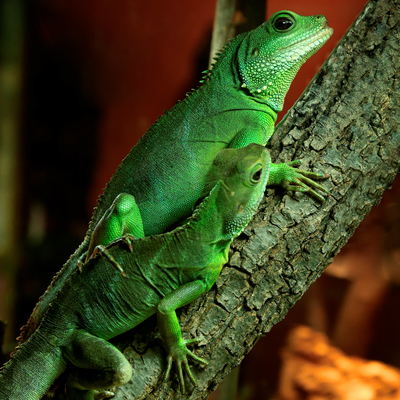 Grüne Wasseragame