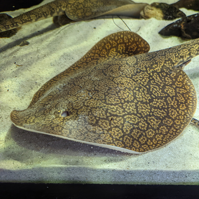 Black-tailed stingray