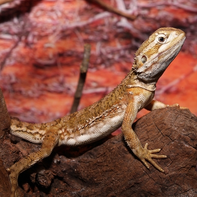 Black-soil Bearded Dragon