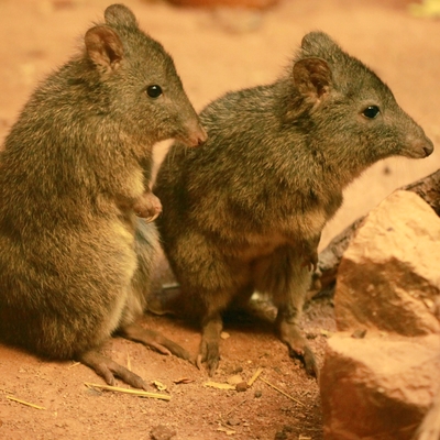 Long-nosed Potoroo