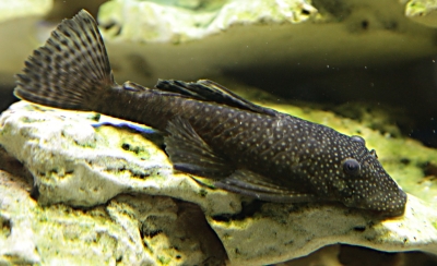 Glyptoper velkoploutvý