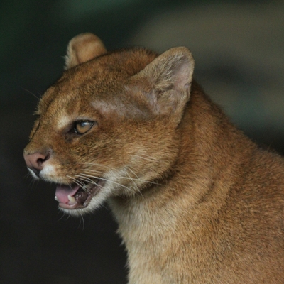 Jaguarundi 