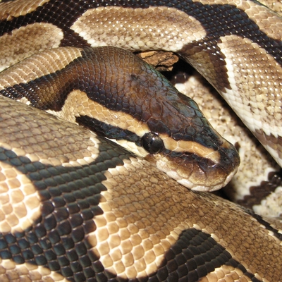 Ball Python