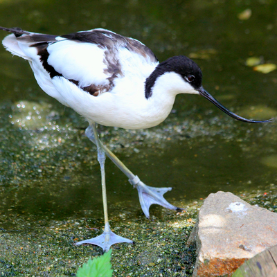 Avocet