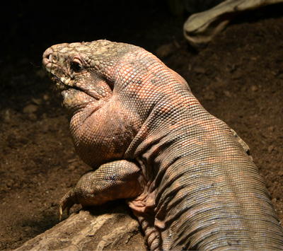 Red Tegu